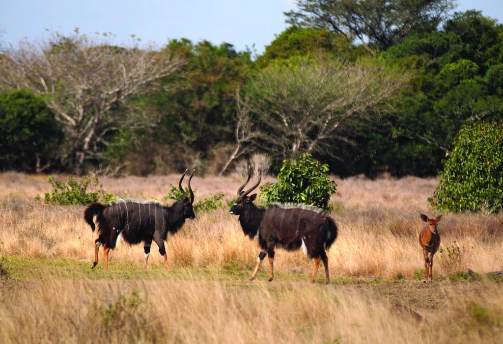 Gooderson Bushlands Game Lodge Hluhluwe Eksteriør bilde