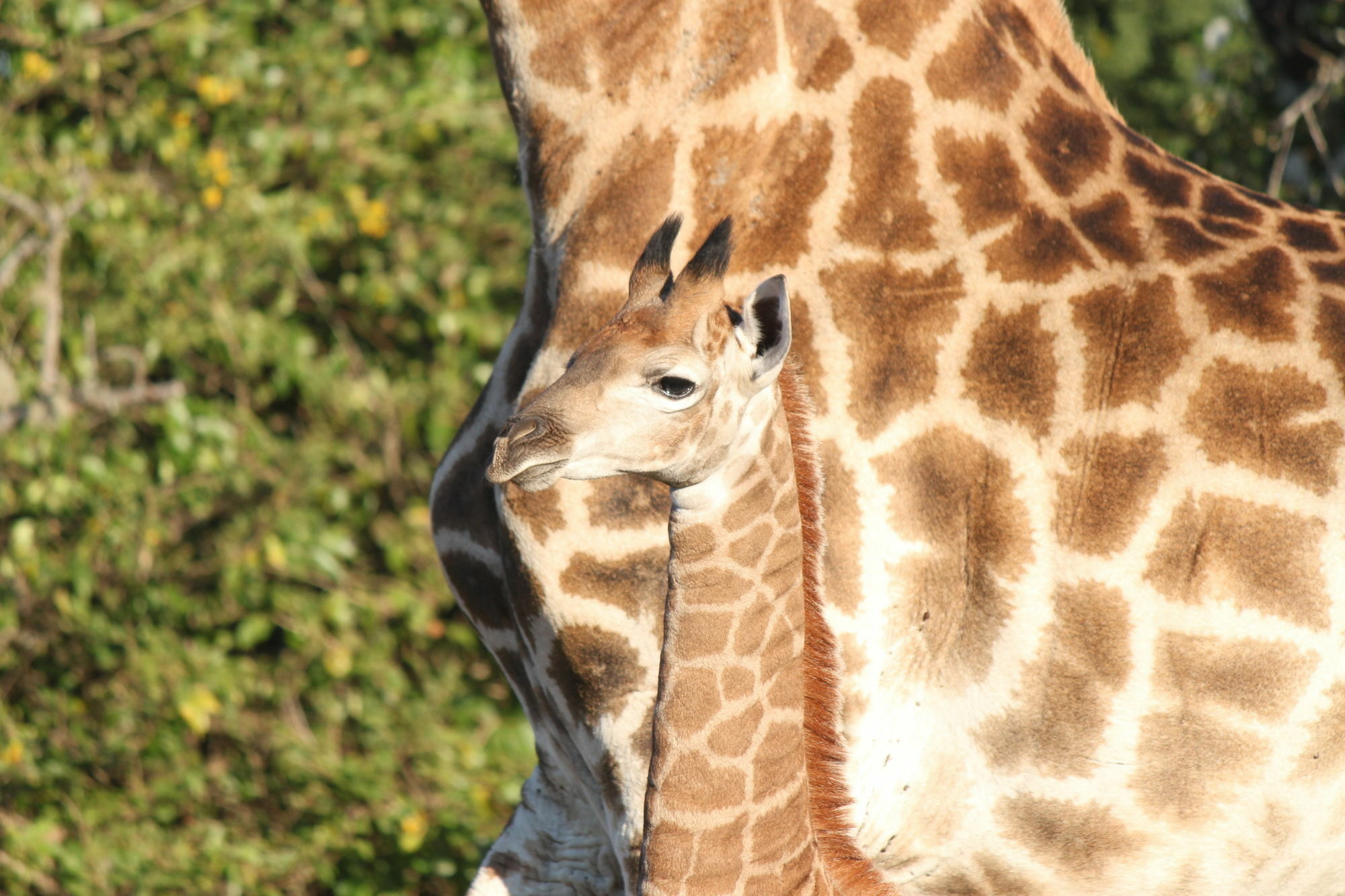 Gooderson Bushlands Game Lodge Hluhluwe Eksteriør bilde