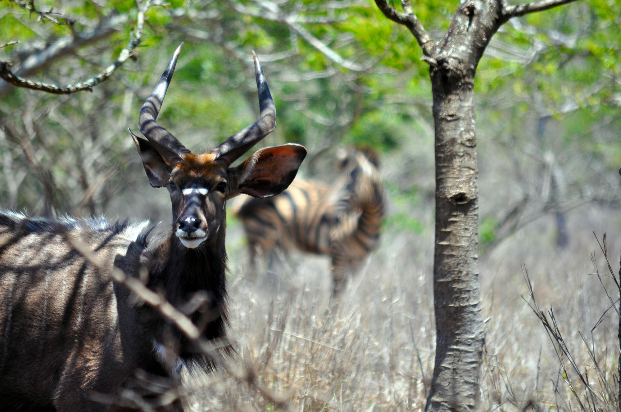 Gooderson Bushlands Game Lodge Hluhluwe Eksteriør bilde