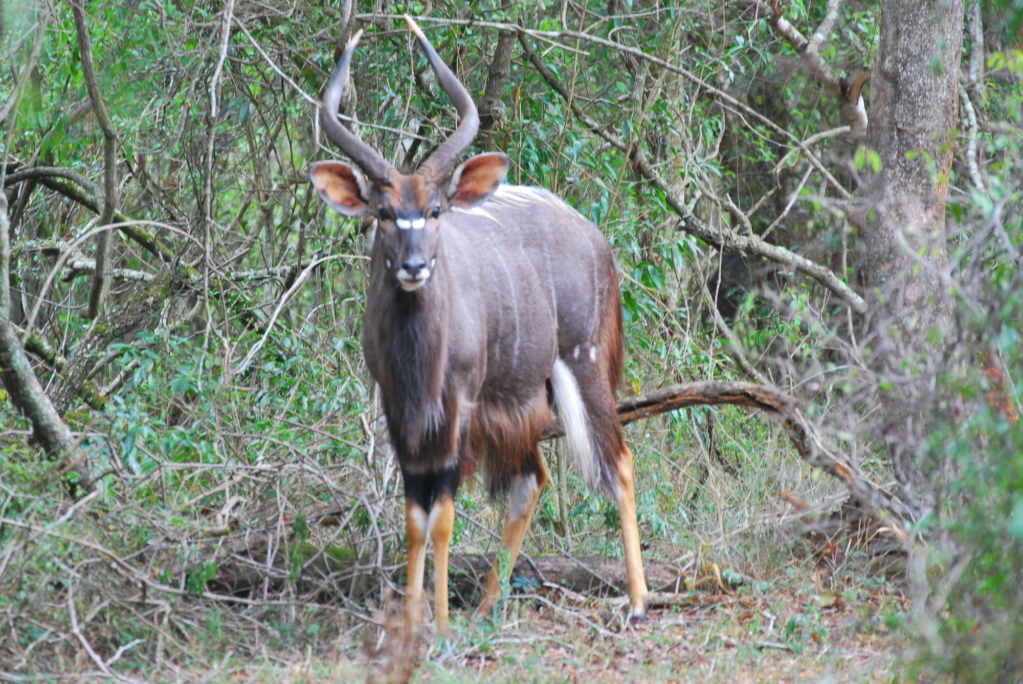 Gooderson Bushlands Game Lodge Hluhluwe Eksteriør bilde